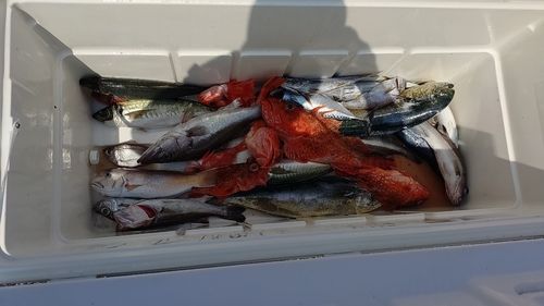 オニカサゴの釣果