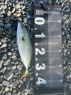 イナダの釣果