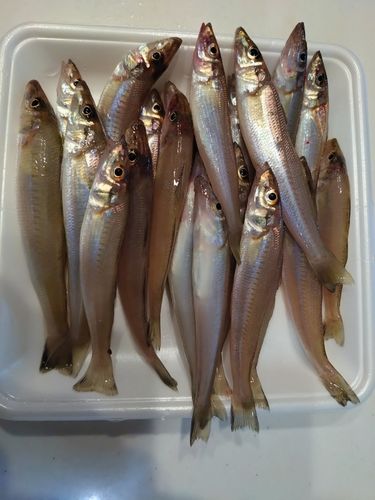 キスの釣果