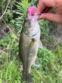 ラージマウスバスの釣果