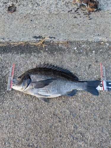 クロダイの釣果