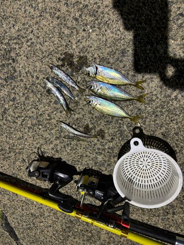 マアジの釣果