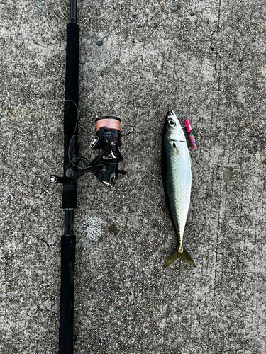 サバの釣果