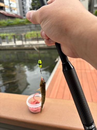 マハゼの釣果