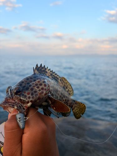 オオモンハタの釣果