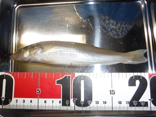 シロギスの釣果
