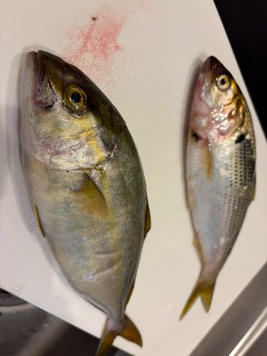 ショゴの釣果