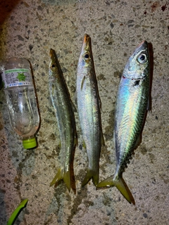 カマスの釣果