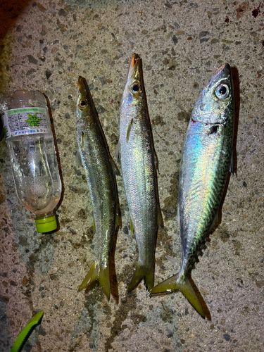 カマスの釣果