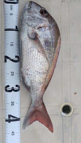 マダイの釣果
