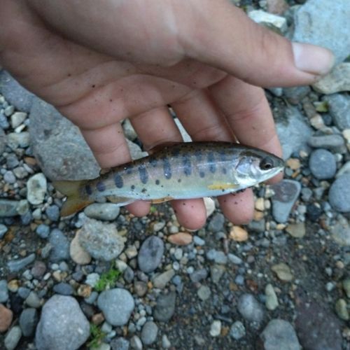 ヤマメの釣果