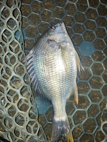 キビレの釣果