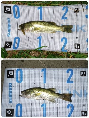 ラージマウスバスの釣果