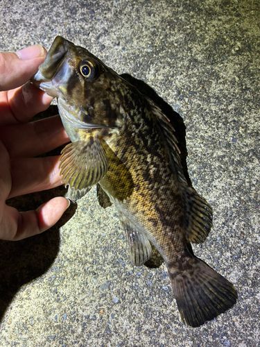 ソイの釣果