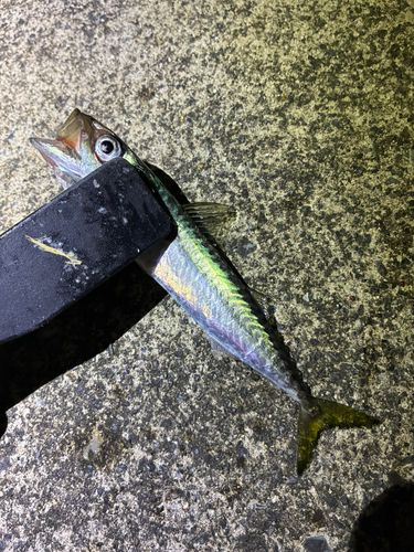 サバの釣果