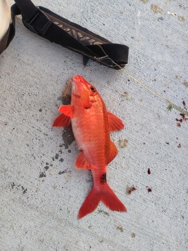 アカヒメジの釣果