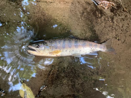 ヤマメの釣果