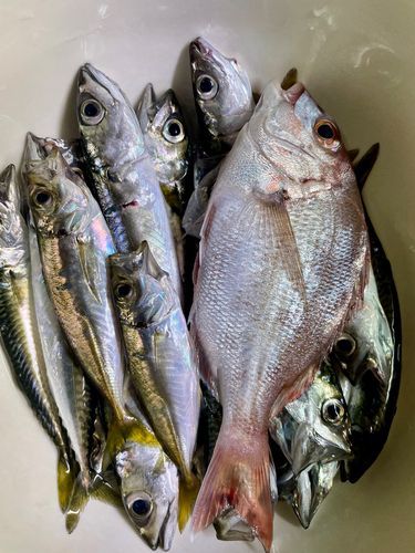 マダイの釣果