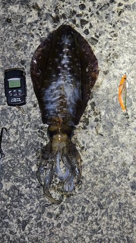 アオリイカの釣果