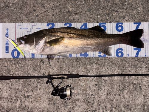 シーバスの釣果
