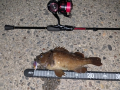 ガヤの釣果