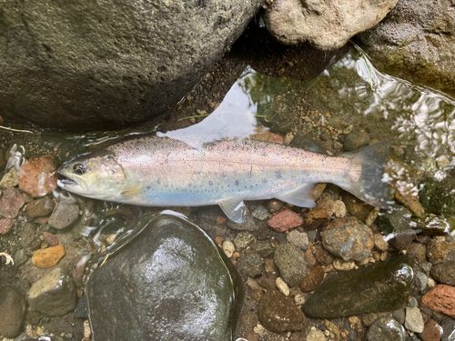 ヤマメの釣果