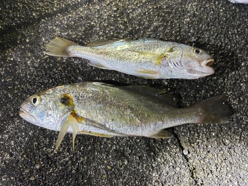 イシモチの釣果