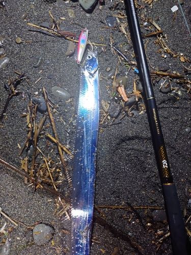 タチウオの釣果