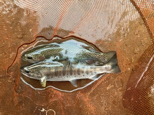 ヤマメの釣果