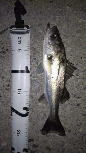 シーバスの釣果