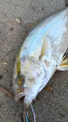 ショゴの釣果