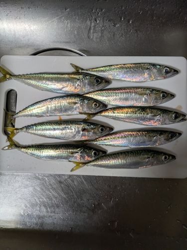 サバの釣果