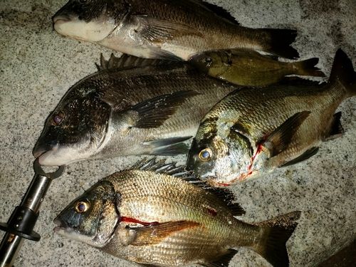 チヌの釣果