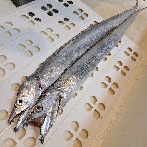 タチウオの釣果