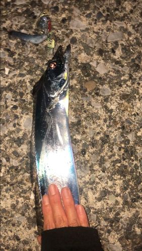 タチウオの釣果