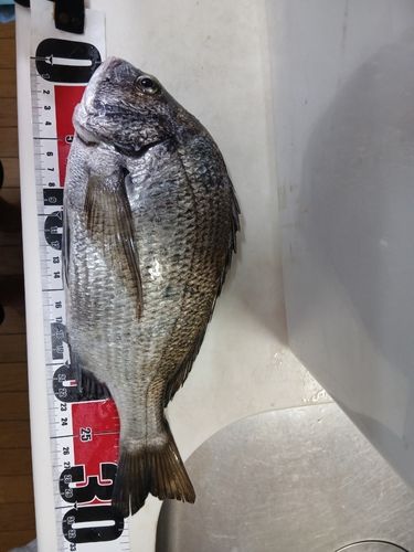 クロダイの釣果