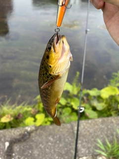 ブラウントラウトの釣果