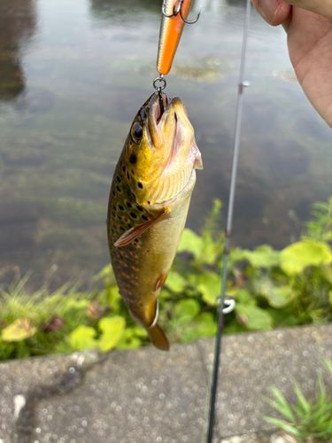 ブラウントラウトの釣果