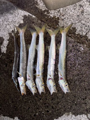 カマスの釣果