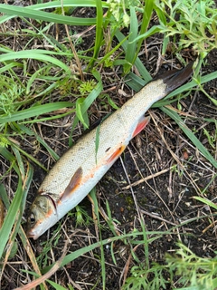 ウグイの釣果