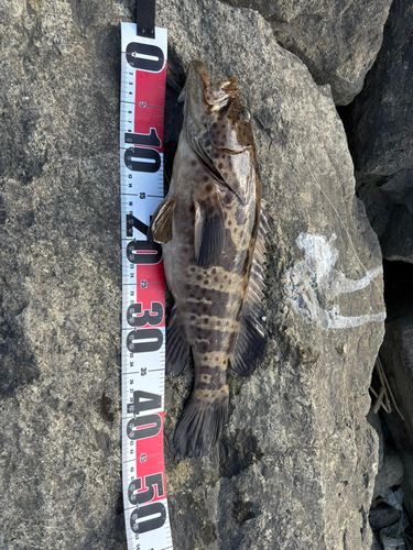 釣果