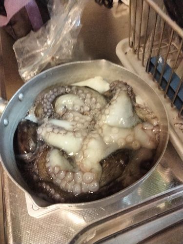 タコの釣果