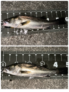 シーバスの釣果