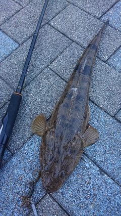 マゴチの釣果