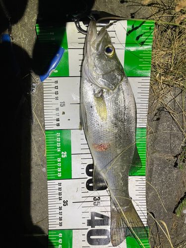 セイゴ（マルスズキ）の釣果