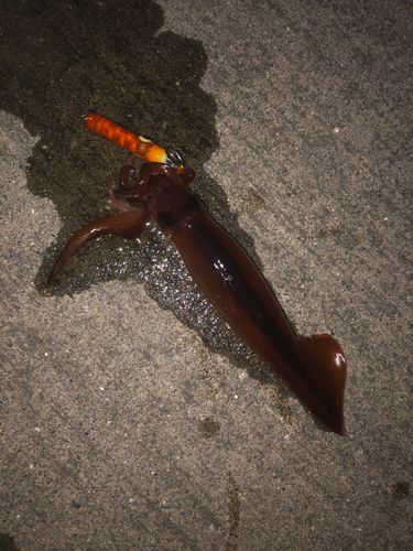 スルメイカの釣果
