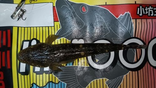 マゴチの釣果