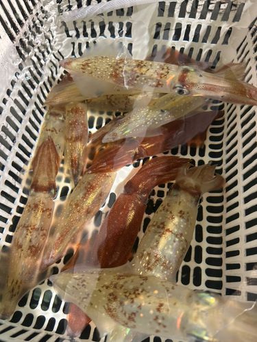 ケンサキイカの釣果