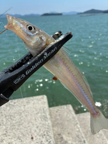 キスの釣果