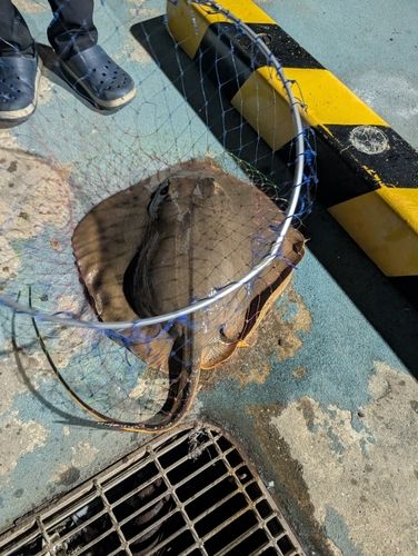 アカエイの釣果